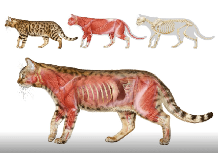 Anatomía del gato Bengalí de Esther Merchán Montero.